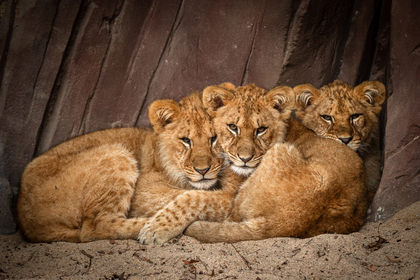 ZOO Antwerpen